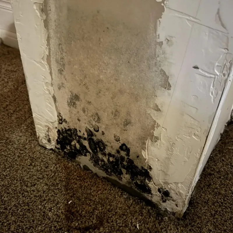 Professional Mold Removal in Beverly, NJ